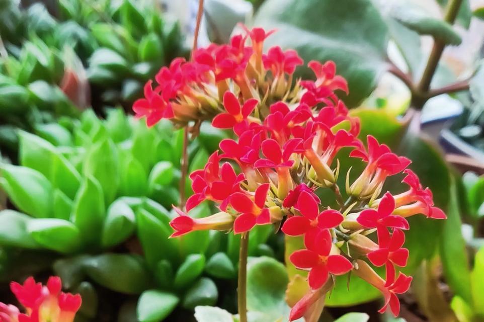 长寿花的花语和象征意义是什么？它代表了什么？
