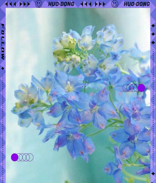 哪些家养植物花寓意爱情？如何用它们来表达爱意？