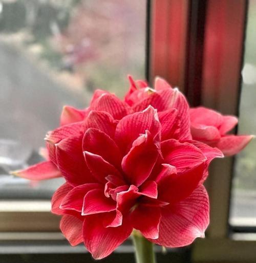 春节用什么花来象征？春节花卉有哪些寓意？