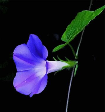黑色花朵代表什么？黑色花朵的寓意是什么？