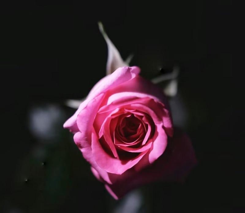 黑色花朵代表什么？黑色花朵的寓意是什么？
