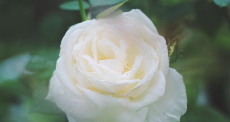 白色玫瑰花在求婚中代表什么？