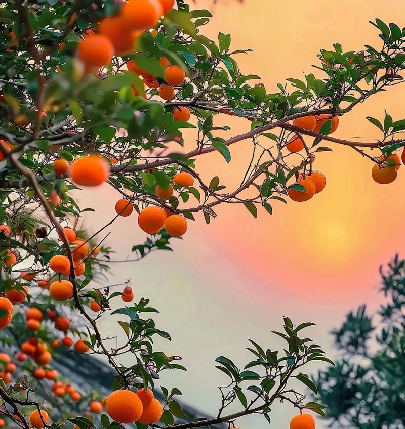 哪种花寓意丰收顺遂？丰收顺遂的花卉是什么？