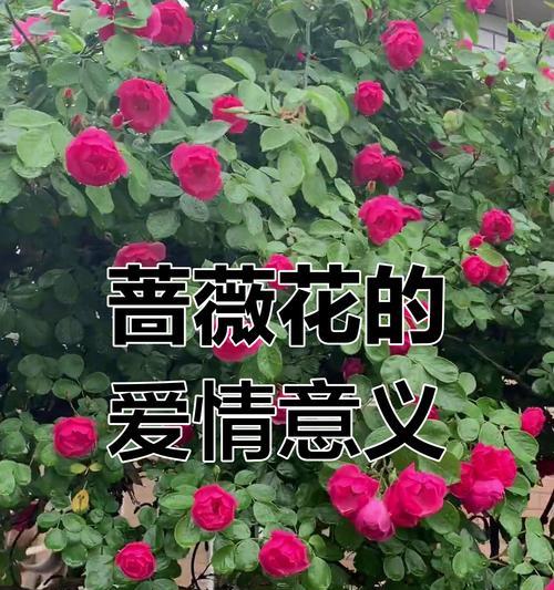 爱情花的寓意和象征有哪些？