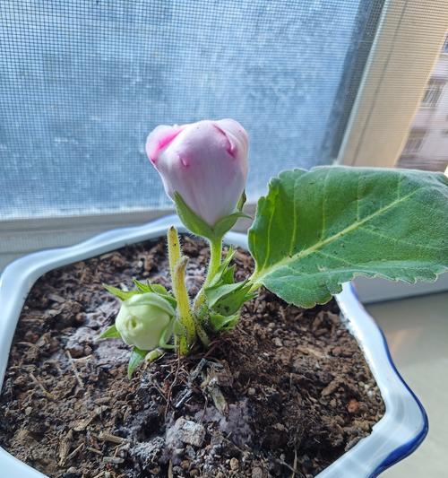 哪种花寓意富贵且容易养护？富贵好养的花有哪些？