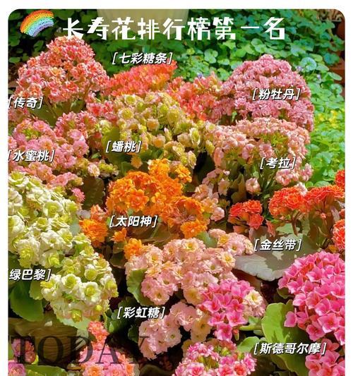 古典祝福中有哪些寓意的花？传统花卉的祝福寓意是什么？