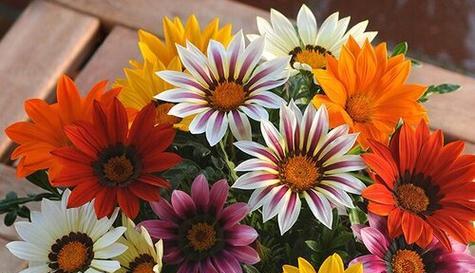 古典祝福中有哪些寓意的花？传统花卉的祝福寓意是什么？