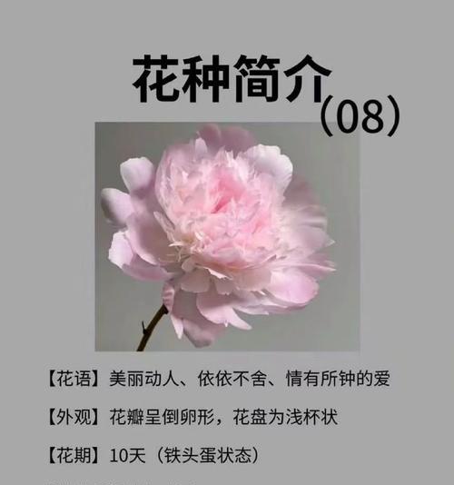 花真的代表爱情吗？花的寓意中包含爱情吗？
