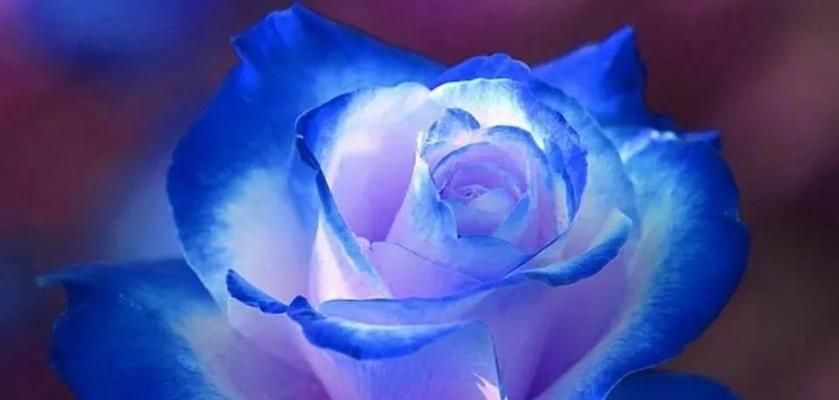 花真的代表爱情吗？花的寓意中包含爱情吗？