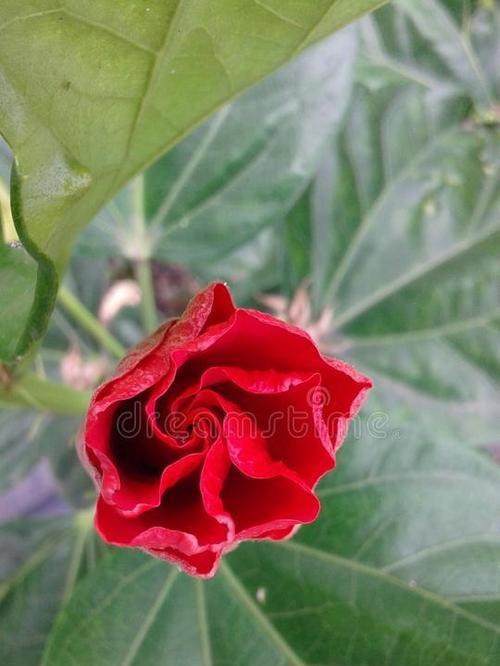 红色花中哪些寓意快乐？快乐红色花卉的选择指南？
