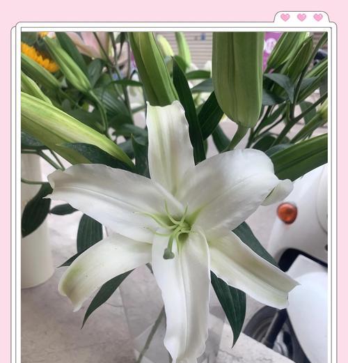 有祝福的花代表什么？不同种类的祝福花寓意有何不同？