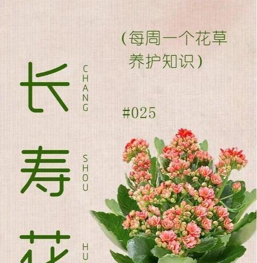 哪种花象征长寿？如何用它表达祝福？