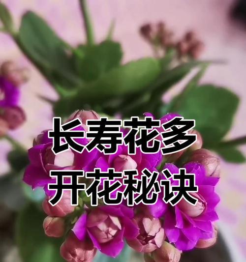 哪种花象征长寿？如何用它表达祝福？