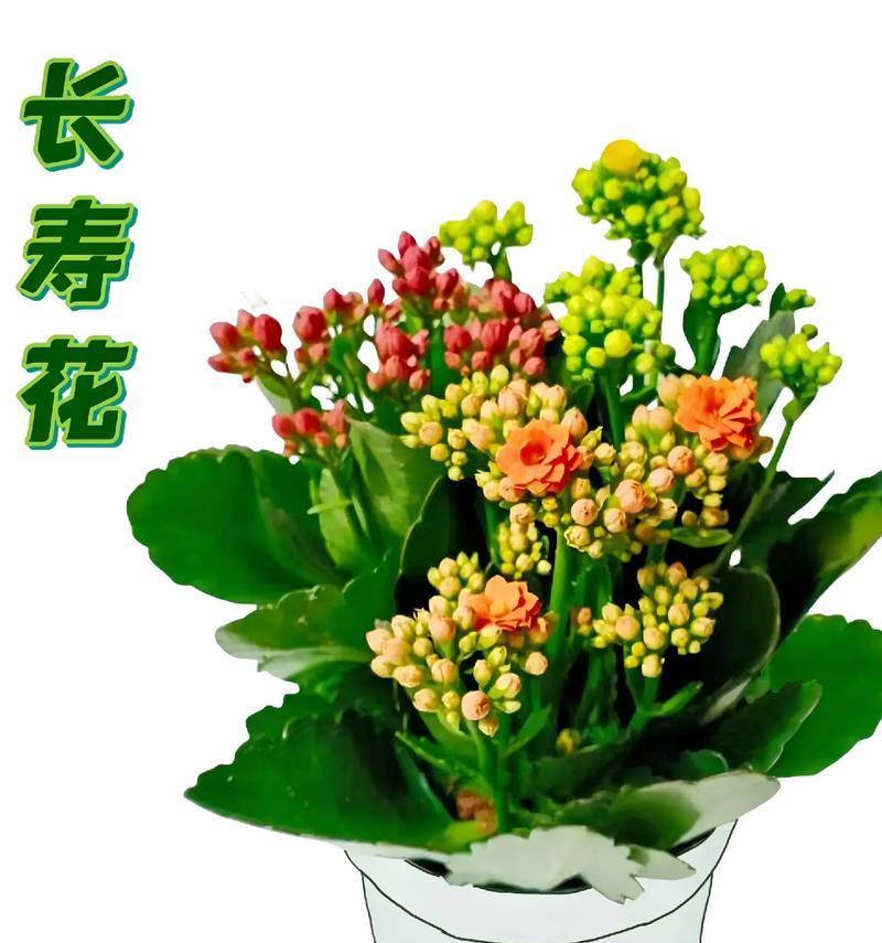 哪种花象征长寿？如何用它表达祝福？