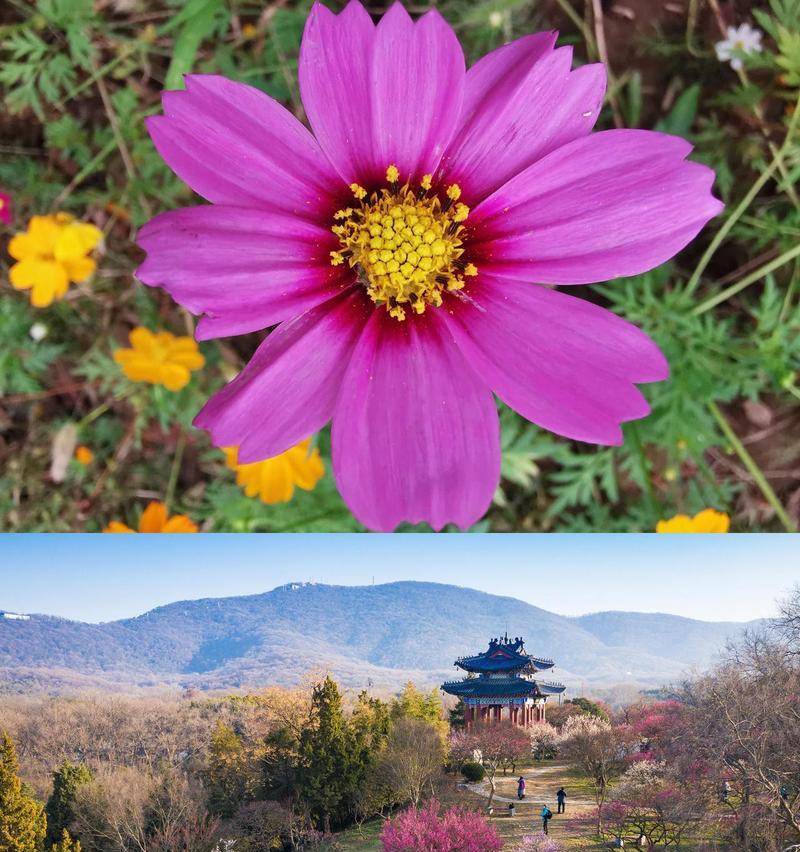 粉红色花代表什么意义？送粉红色花的含义是什么？
