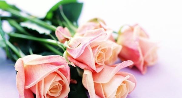 粉红色花代表什么意义？送粉红色花的含义是什么？