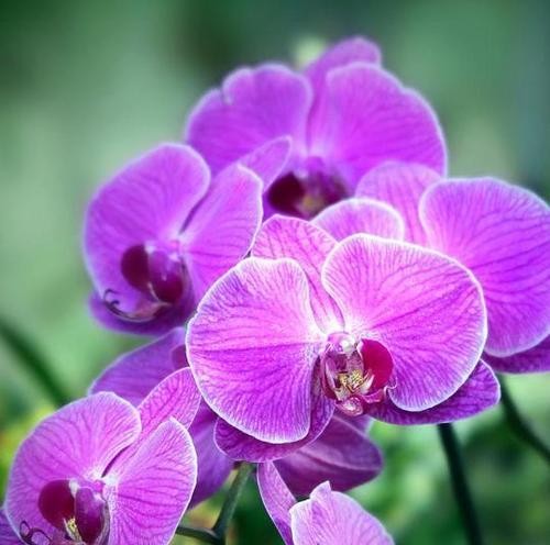 紫色花的早安花语是什么？
