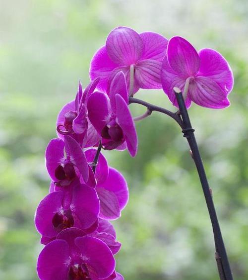 紫色花的早安花语是什么？