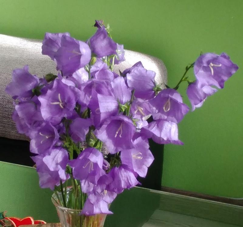 紫色花的早安花语是什么？