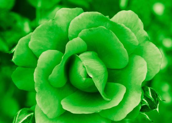 送妈妈什么花寓意平安？这些花的花语是什么？