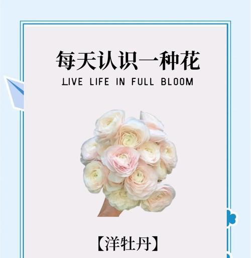 送妈妈什么花寓意平安？这些花的花语是什么？