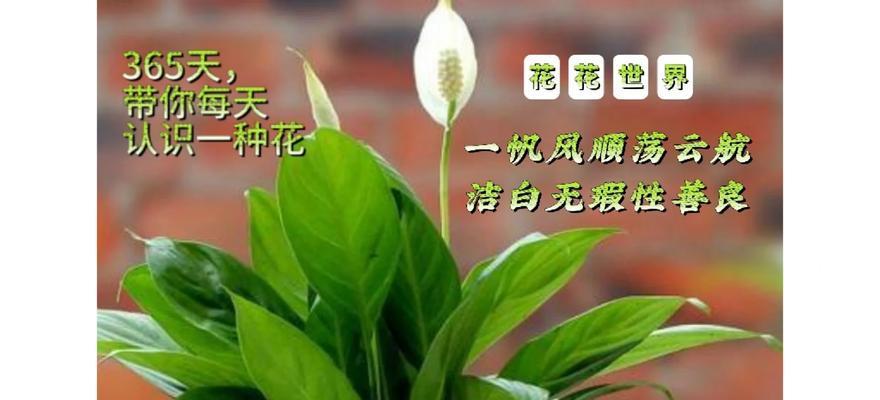 送妈妈什么花寓意平安？这些花的花语是什么？