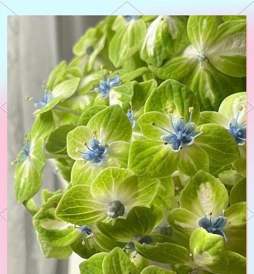 绿绣球爱情花语是什么？这种花代表了怎样的情感？