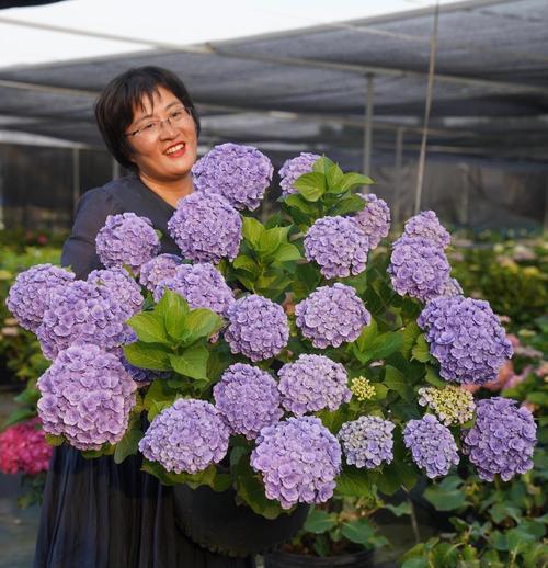 绿绣球爱情花语是什么？这种花代表了怎样的情感？