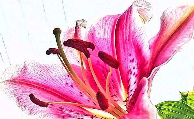 粉色百合花的寓意是什么？它在花语中象征着什么？