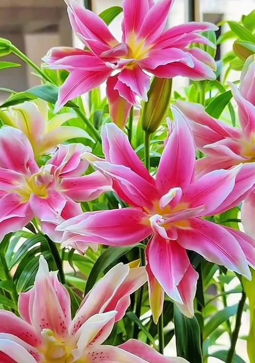 粉色百合花的寓意是什么？它在花语中象征着什么？