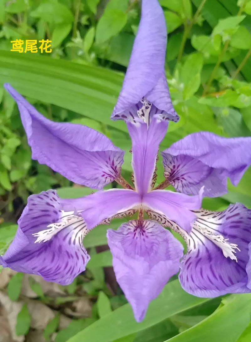 花的颜色形状气味有何寓意？花的这些特征代表什么？