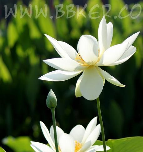 白色朱槿花代表什么？