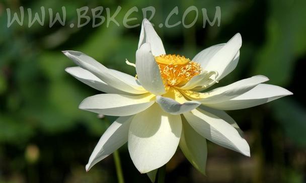 白色朱槿花代表什么？