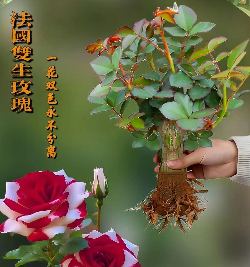 什么花象征永不分离的爱情？如何用花表达恒久爱？