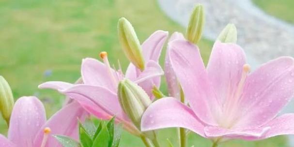 哪种花象征着快乐和生命？