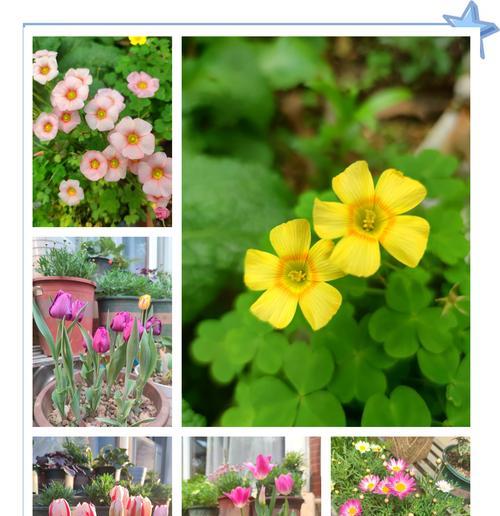象征礼仪的花卉有哪些花？这些花卉有什么特别含义？