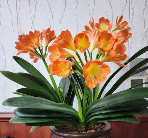 象征礼仪的花卉有哪些花？这些花卉有什么特别含义？