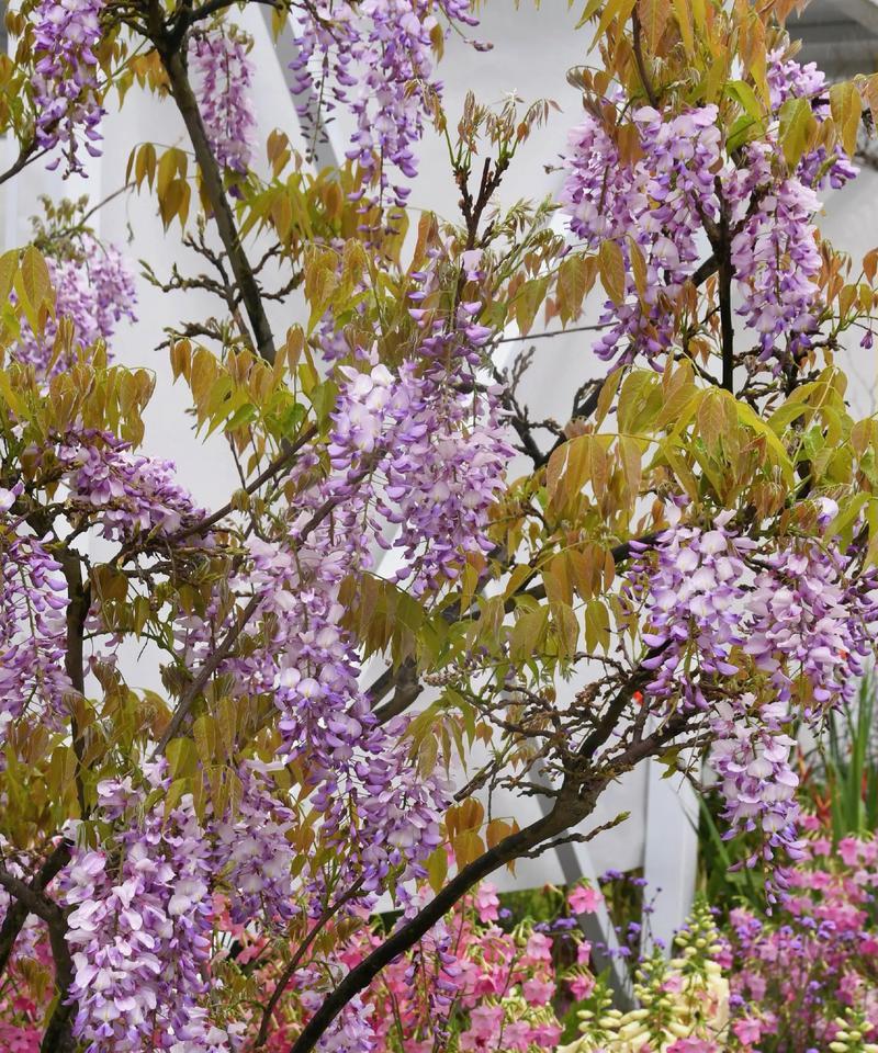 象征礼仪的花卉有哪些花？这些花卉有什么特别含义？