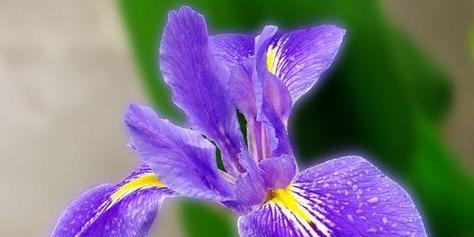紫色月季花代表什么？它的花语和象征意义是什么？