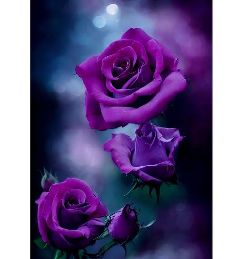 紫色月季花代表什么？它的花语和象征意义是什么？