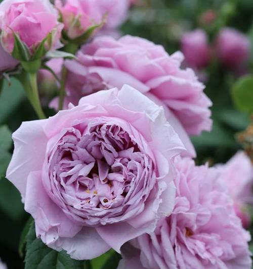 紫色月季花代表什么？它的花语和象征意义是什么？