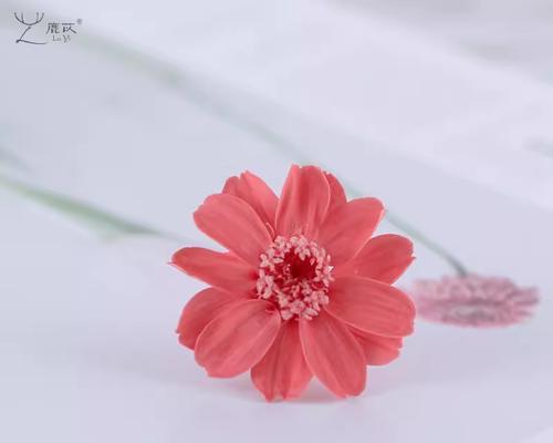 粉色永生花象征着什么？它们的寓意是什么？