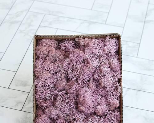 粉色永生花象征着什么？它们的寓意是什么？