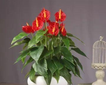 餐巾杯花寓意平安吗？平安花的餐巾杯花有何含义？