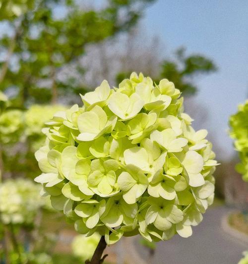 哪种花寓意着儿童节？它的含义是什么？