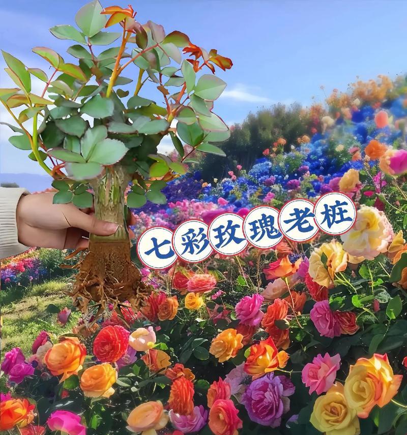 哪种花寓意着儿童节？它的含义是什么？