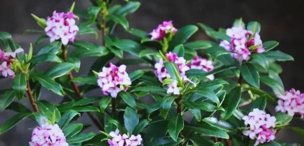 哪些花象征健康无病？健康花卉的寓意是什么？