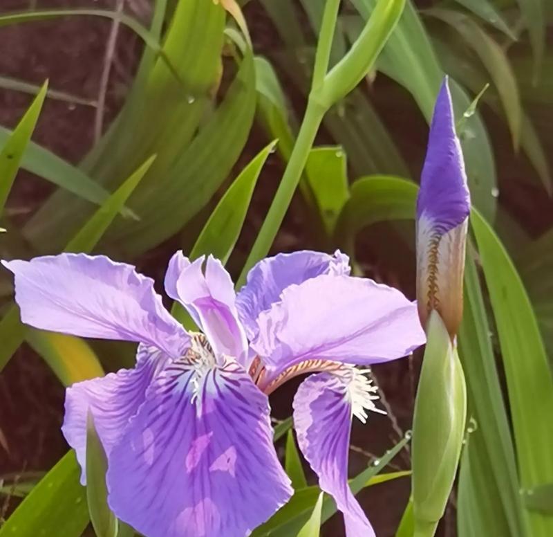 紫色花在武平文化中代表什么？紫色花的花语有哪些？