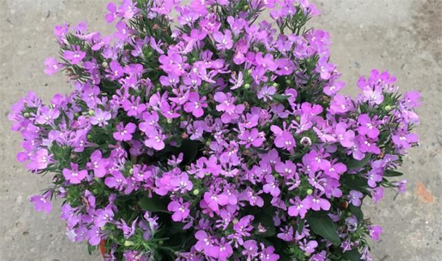 紫色花在武平文化中代表什么？紫色花的花语有哪些？