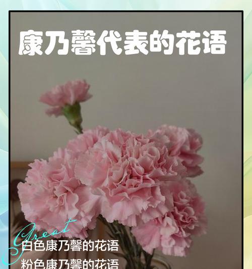 康乃馨不同颜色的花语是什么？